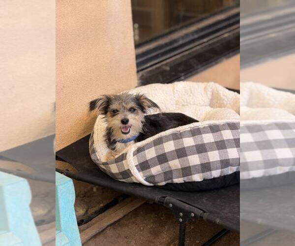 Medium Photo #1 Cairn Terrier Puppy For Sale in Santa Maria, CA, USA