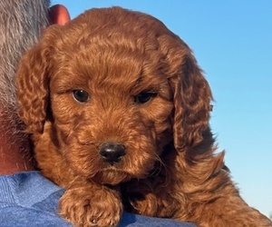 Goldendoodle (Miniature) Puppy for sale in HULL, IA, USA
