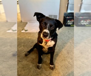 Mutt Dogs for adoption in Westwood, NJ, USA