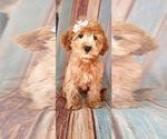 Small #5 Goldendoodle