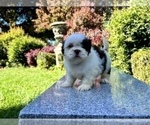 Small #15 Shih Tzu