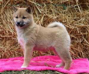 Shiba Inu Puppy for Sale in LUBLIN, Wisconsin USA