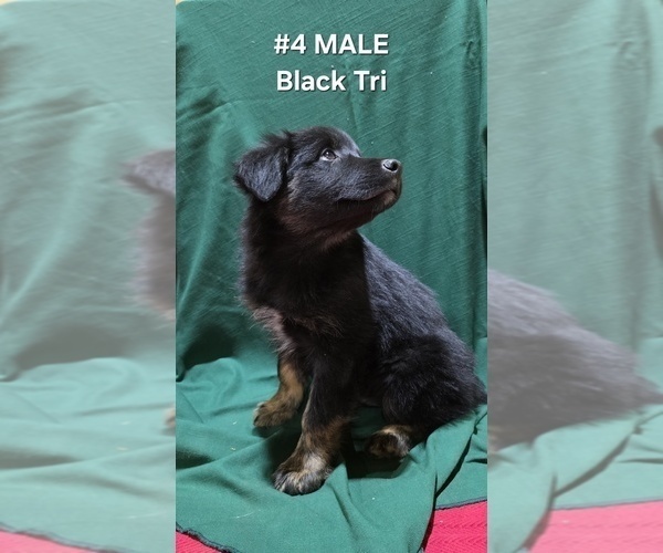 Medium Photo #17 Australian Shepherd Puppy For Sale in CLARKSVILLE, TX, USA