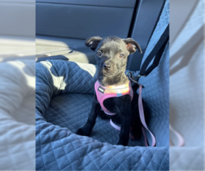 Newt - Female Labrador Retriever-Staffordshire Bull Terrier Mix Dog for Adoption - Photo #3