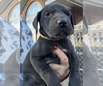 Small Photo #3 Great Dane Puppy For Sale in CLANTON, AL, USA