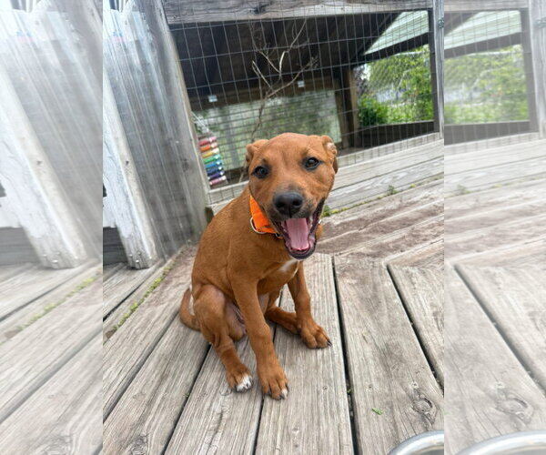Medium Photo #4 Labrador Retriever-Unknown Mix Puppy For Sale in New London, WI, USA