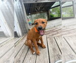 Small #3 Labrador Retriever Mix