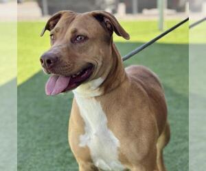 American Pit Bull Terrier Dogs for adoption in Camarillo, CA, USA