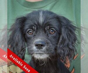 Cocker Spaniel-Unknown Mix Dogs for adoption in Huntley, IL, USA