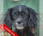 Bert - Male Cocker Spaniel-Unknown Mix Dog for Adoption - Small photo
