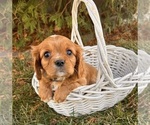 Small #2 Cavalier King Charles Spaniel
