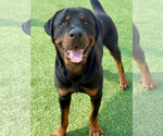 Small #1 Rottweiler