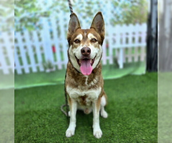 Medium Photo #1 Siberian Husky Puppy For Sale in Long Beach, CA, USA