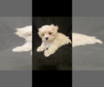 Small Photo #1 Maltese Puppy For Sale in COMMACK, NY, USA