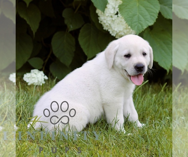 Medium Photo #5 Labrador Retriever Puppy For Sale in PARADISE, PA, USA