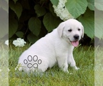 Small #4 Labrador Retriever