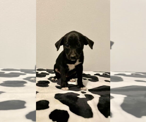 Medium Photo #1 Labbe Puppy For Sale in Brewster, NY, USA