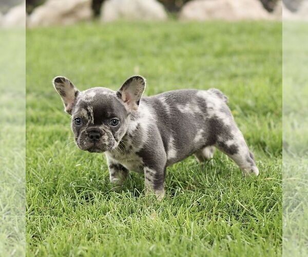 Medium Photo #3 French Bulldog Puppy For Sale in RONKS, PA, USA