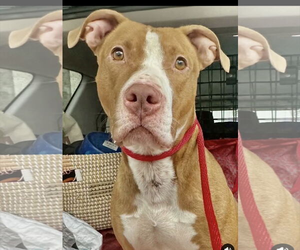 Medium Photo #2 American Pit Bull Terrier-Unknown Mix Puppy For Sale in Chester, NJ, USA