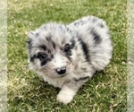 Small #1 Miniature Australian Shepherd