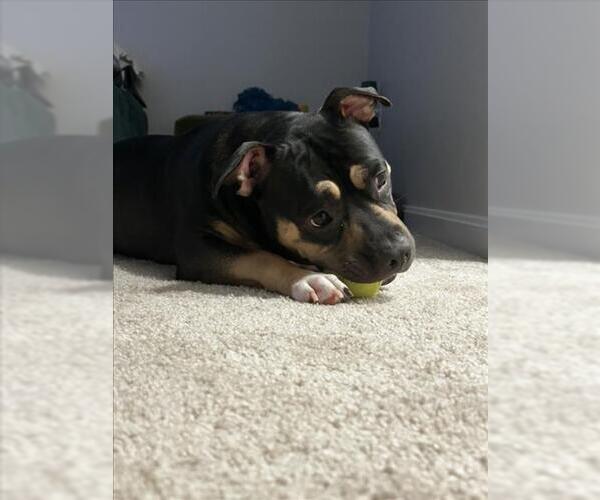 Medium Photo #3 American Pit Bull Terrier-Staffordshire Bull Terrier Mix Puppy For Sale in Derwood, MD, USA
