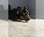 Small #2 American Pit Bull Terrier-Staffordshire Bull Terrier Mix