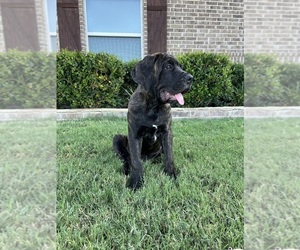 Cane Corso Puppy for sale in WEATHERFORD, TX, USA
