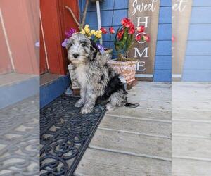Sheepadoodle Puppy for sale in WHITELAND, IN, USA