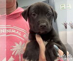 Small #1 Labrador Retriever Mix