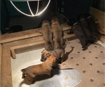 Small Photo #35 Belgian Malinois Puppy For Sale in LABADIE, MO, USA