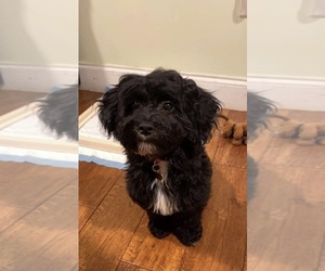 Father of the Maltipoo (Toy) puppies born on 12/17/2025