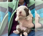 Small #2 Border Collie