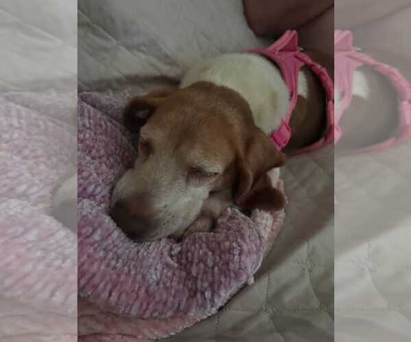 Medium Photo #10 Beagle Puppy For Sale in Dunnellon, FL, USA
