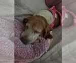 Small #9 Beagle
