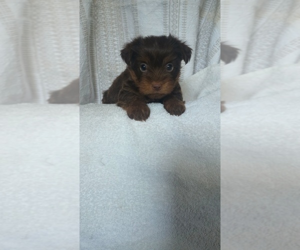Medium Photo #2 Yorkshire Terrier Puppy For Sale in BENSON, NC, USA