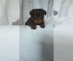 Small #1 Yorkshire Terrier