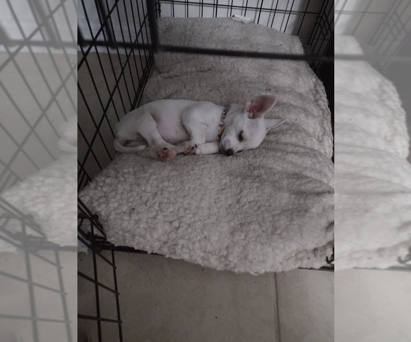 Medium Photo #3 Chihuahua Puppy For Sale in NEW PORT RICHEY, FL, USA