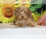Colt - Male Yorkiepoo mix (+ Poodle Toy) Puppy for Sale - Photo #15