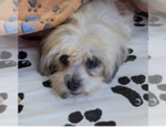 Small Shih Tzu