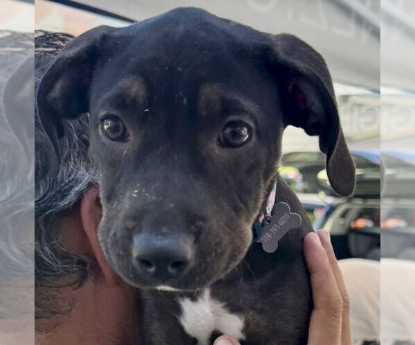 Medium Photo #2 Mutt Puppy For Sale in San Juan Capistrano, CA, USA