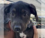 Small #1 Mutt