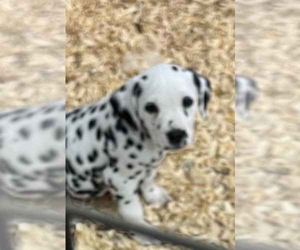 Full screen Photo #2 Dalmatian Puppy For Sale in WILLIAMSBURG, OH, USA