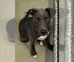 Small Labrador Retriever Mix
