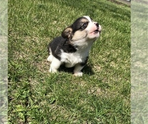 Pembroke Welsh Corgi Puppy for sale in ARTHUR, IL, USA