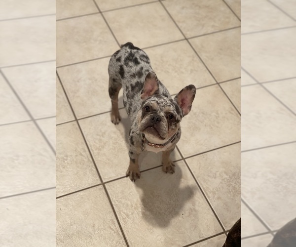 Medium Photo #1 French Bulldog Puppy For Sale in SACRAMENTO, CA, USA