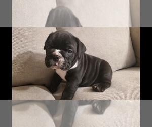 Bulldog Puppy for sale in BAKERSFIELD, CA, USA
