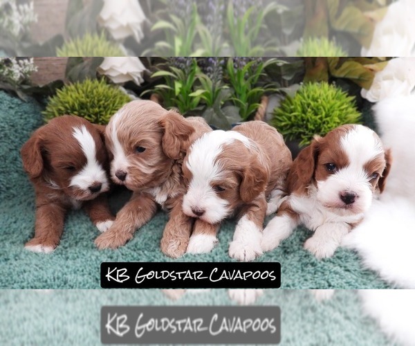Medium Photo #1 Cavapoo (Miniature) Puppy For Sale in CARLISLE, KY, USA
