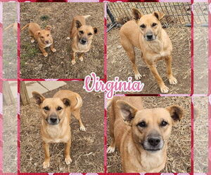 Carolina Dog-Unknown Mix Dogs for adoption in Blacksburg, SC, USA