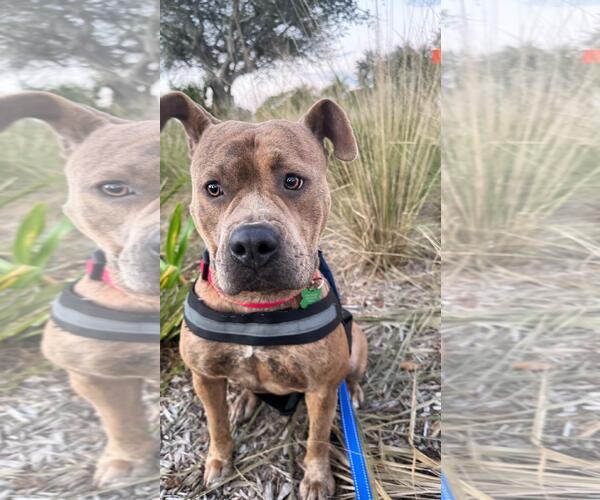 Medium Photo #11 Staffordshire Bull Terrier-Unknown Mix Puppy For Sale in Pompano Beach , FL, USA