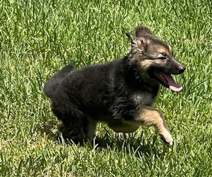 German Shepherd Dog Puppy for sale in CORAL SPRINGS, FL, USA